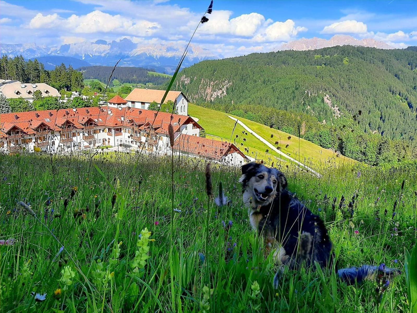 Gasthof Schmiederalm 알디노 외부 사진